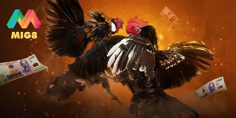 Bí kíp cược đá gà được chuyên gia chia sẻ