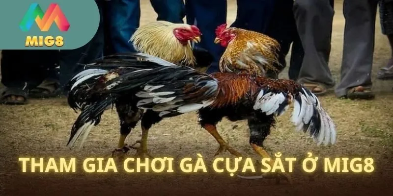 Chia sẻ về cách tham gia đấu gà cựa sắt siêu hay tại MIG8 