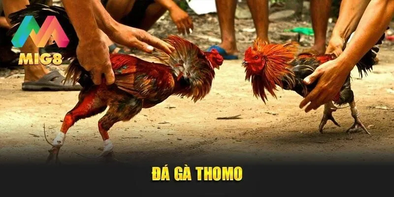 Đá Gà Thomo - Thoả Mãn Niềm Yêu Thích Của Các Tay Nuôi Gà