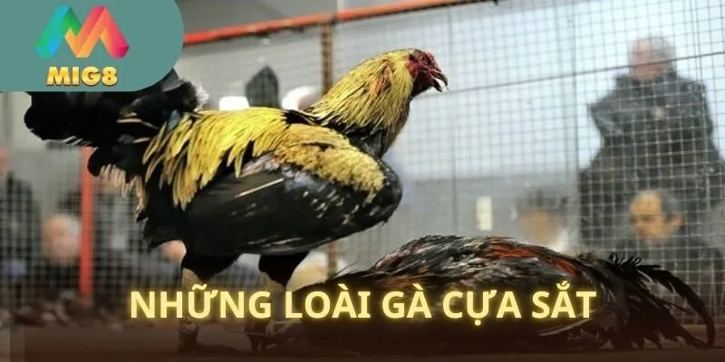 Hai loại gà cựa bằng sắt cá cược điển hình 