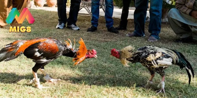 Sai lầm khi tham gia chọi kê trực tuyến